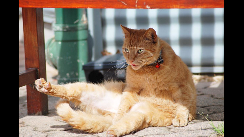 Котката полицай