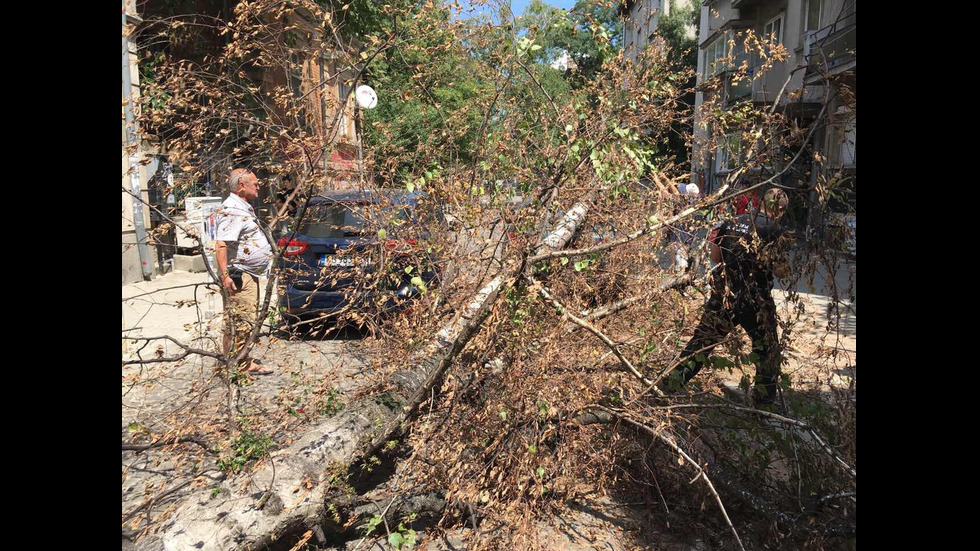 Дърво падна върху две коли в центъра на София