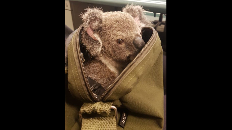 В Австралия откриха коала в чантата на 50-годишна жена