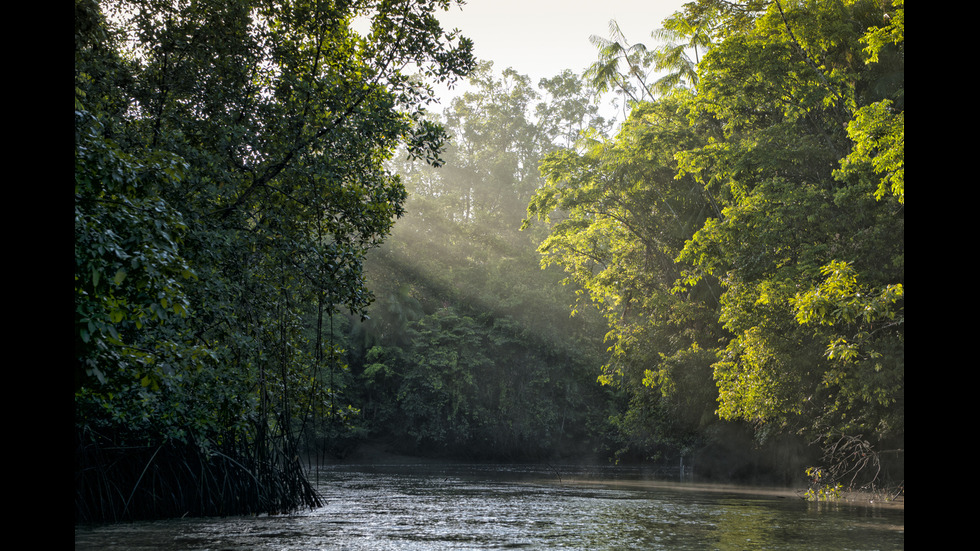 Красотата на Амазонската джунгла