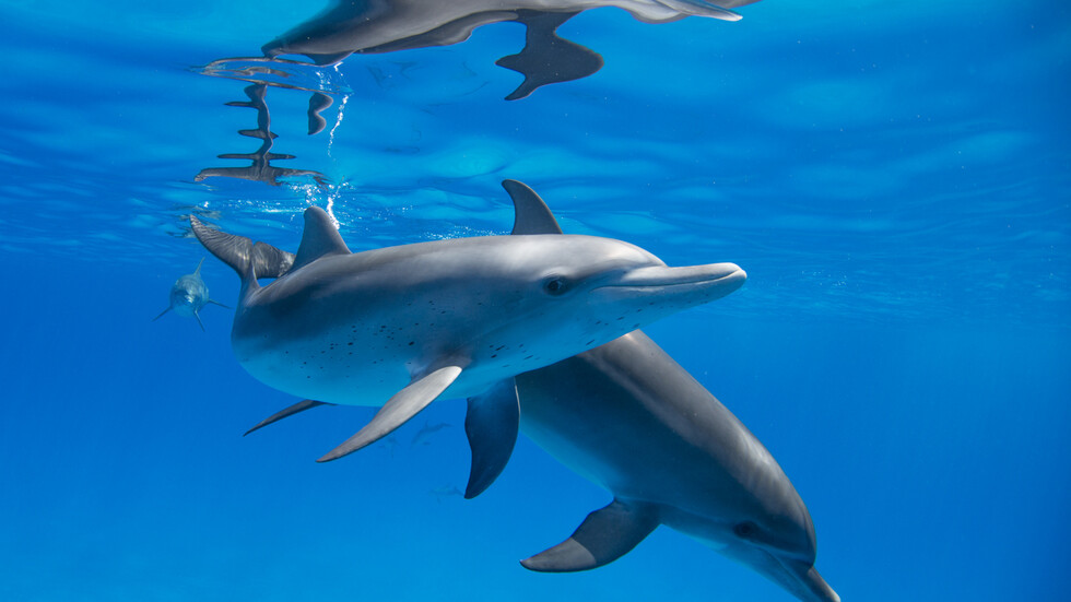 Най-добрите дестинации за плуване с делфини