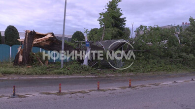 Голямо дърво падна върху спирка в Пловдив