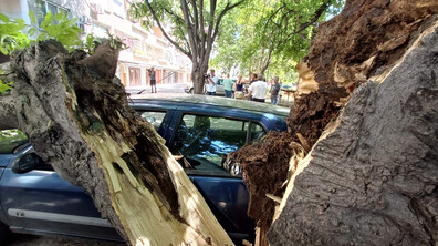 Дърво падна и смаза кола в Стара Загора