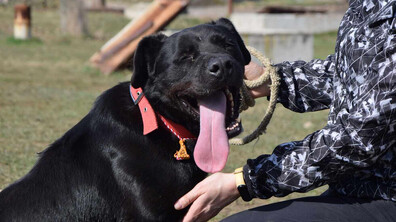 Кучета от приюта в Горни Богров получиха мартеници за 1 март