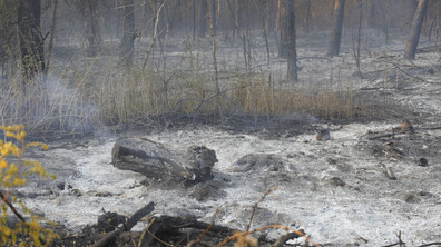 Огнеборци гасят пожар в гора край Русе