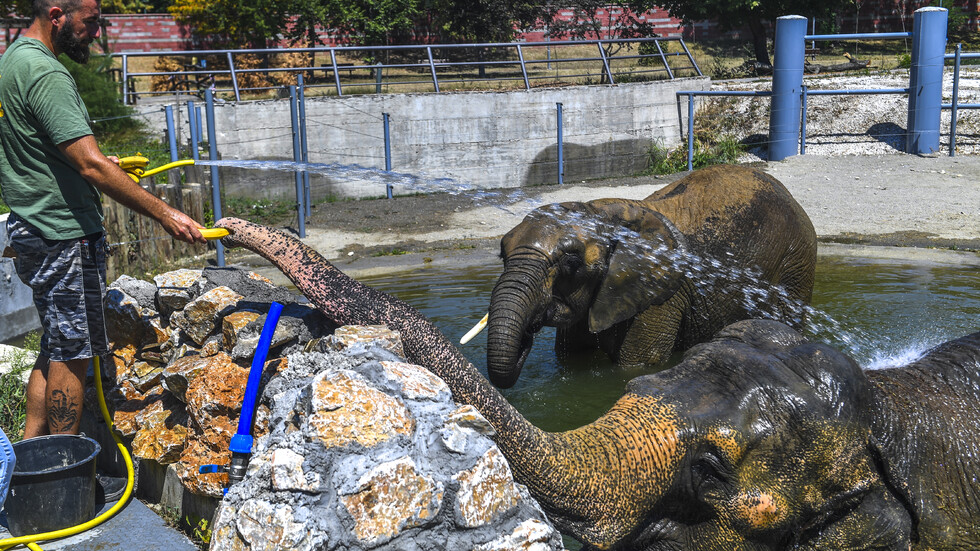 В зоологическата градина в Скопие отбелязват Деня на слона
