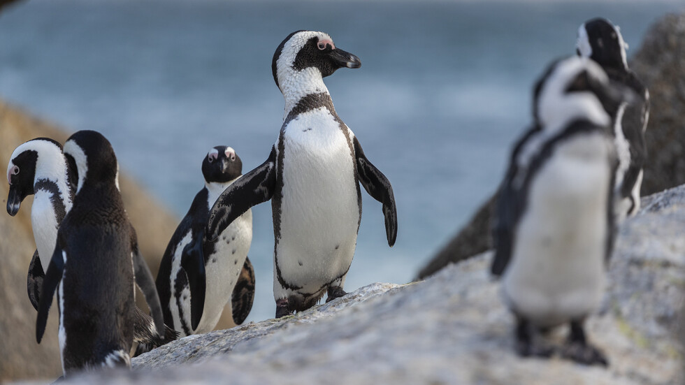Африкански пингвин по бреговете на Южна Африка