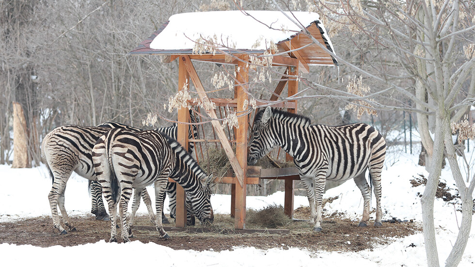 Студен зимен ден в Софийския зоопарк
