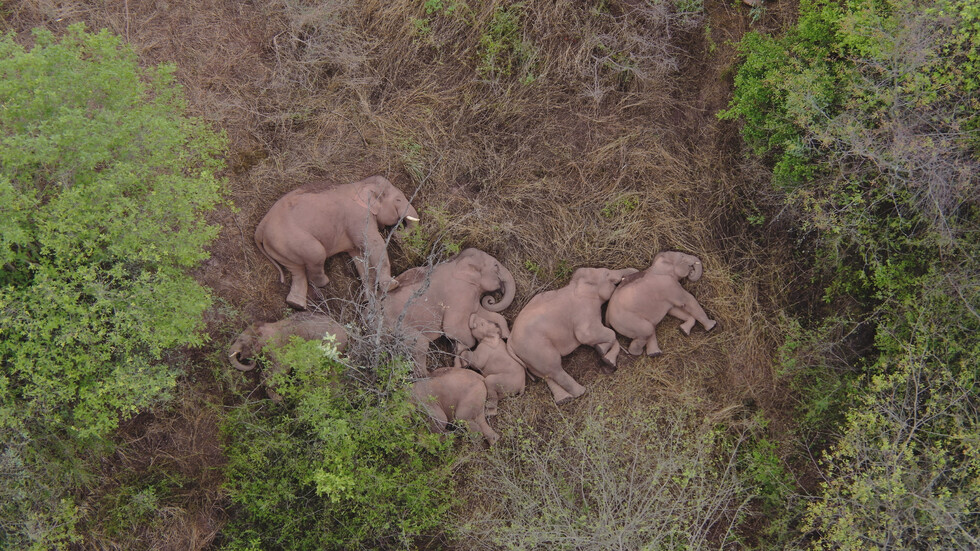 Стадо диви слонове в Китай