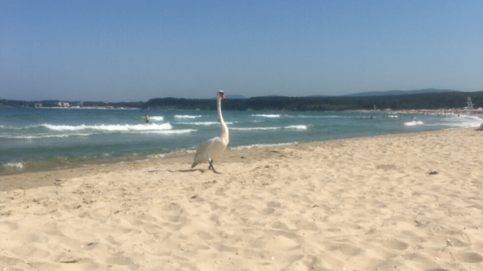 Лебед на разходка по плажа в Приморско