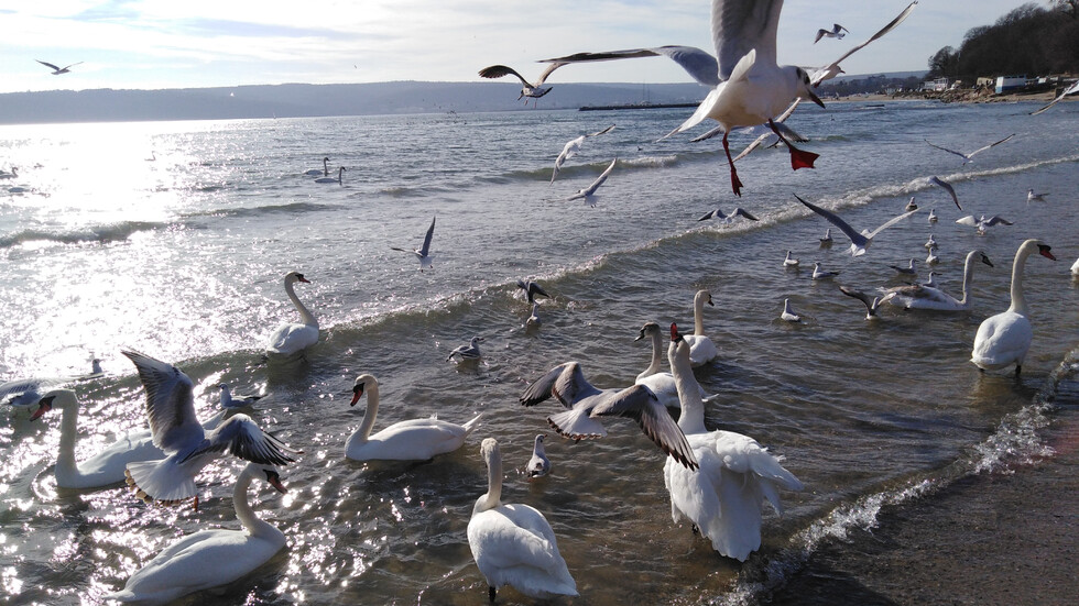 Лебеди на брега във Варна