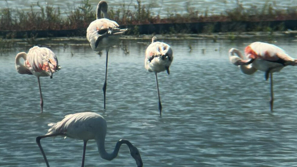 Рекорден брой фламинго живеят край Атанасовското езеро