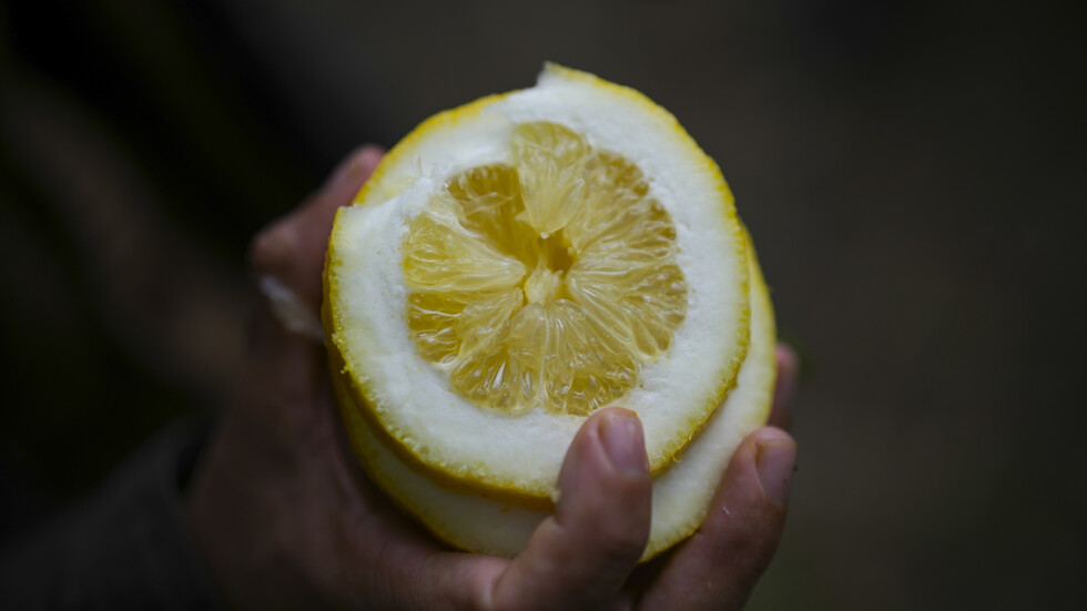 Ментонските лимони гиганти