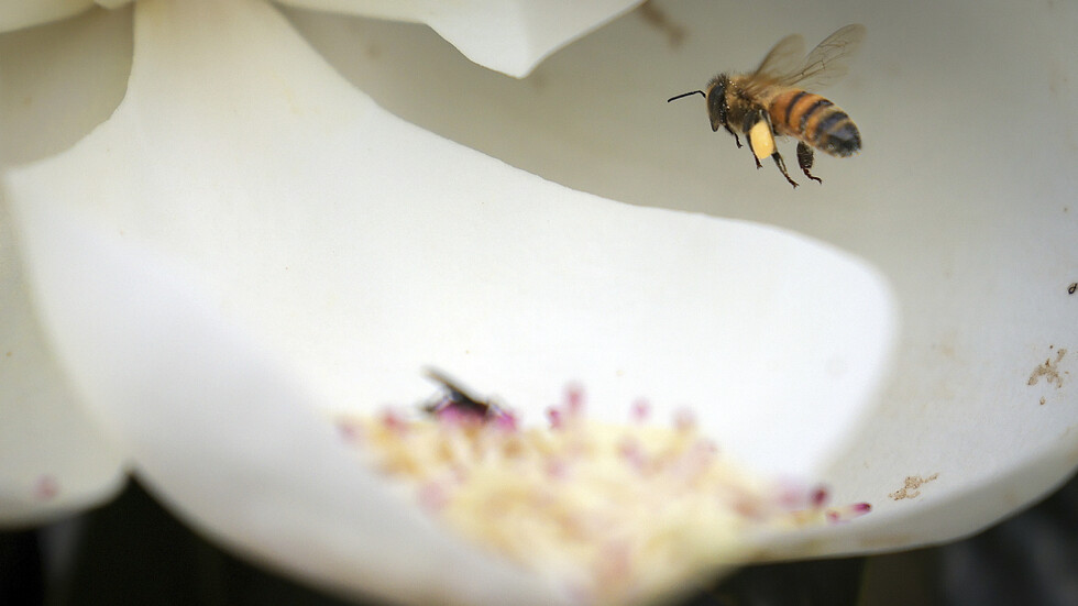 "Животът на пчелите"