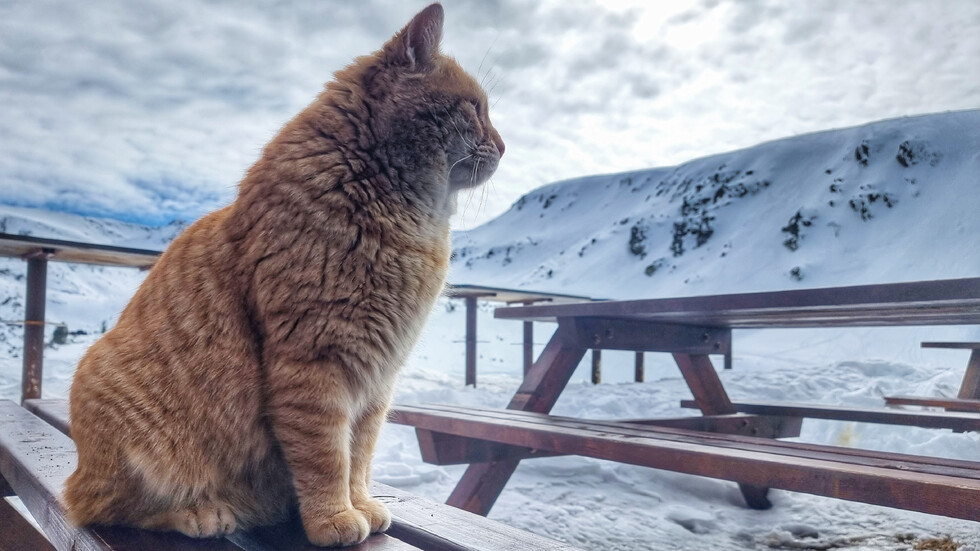 В очакване на пролетта