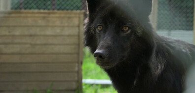 Любител на вълци създава център за рехабилитация в Екатеринбург