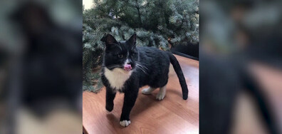Котка и нейният спасител се превърнаха в местна знаменитост в Русия