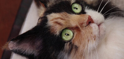 Японска художничка създава реалистични 3D котки