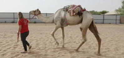 Училище за езда на камили и иновативно устройство за следене нивата на кръвната захар