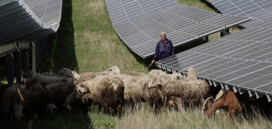 Овце „косят” тревните площи на соларен парк в Косово