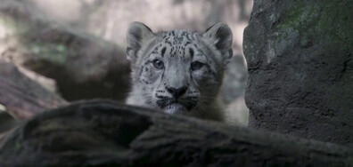 Бебета от редкия вид снежен леопард с дебют пред публика