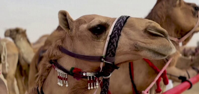 В Абу Даби избраха най-красивата камила