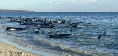 Китове заседнаха на плаж в Западна Австралия