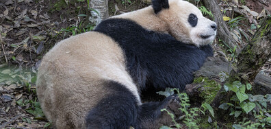 Гигантската панда Син Бао преди да отпътува от Китай за САЩ