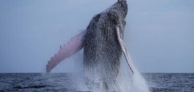 Гърбат кит край Панама