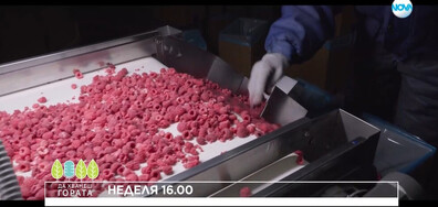 В "Да хванеш гората" на 12 октомври очаквайте