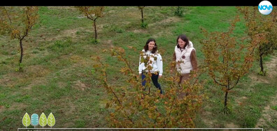 В "Да хванеш гората" на 2 ноември очаквайте