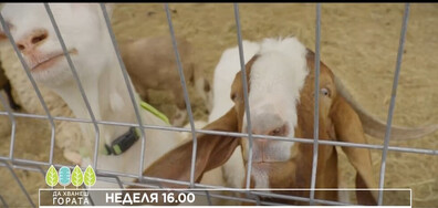 В "Да хванеш гората" на 24 май очаквайте