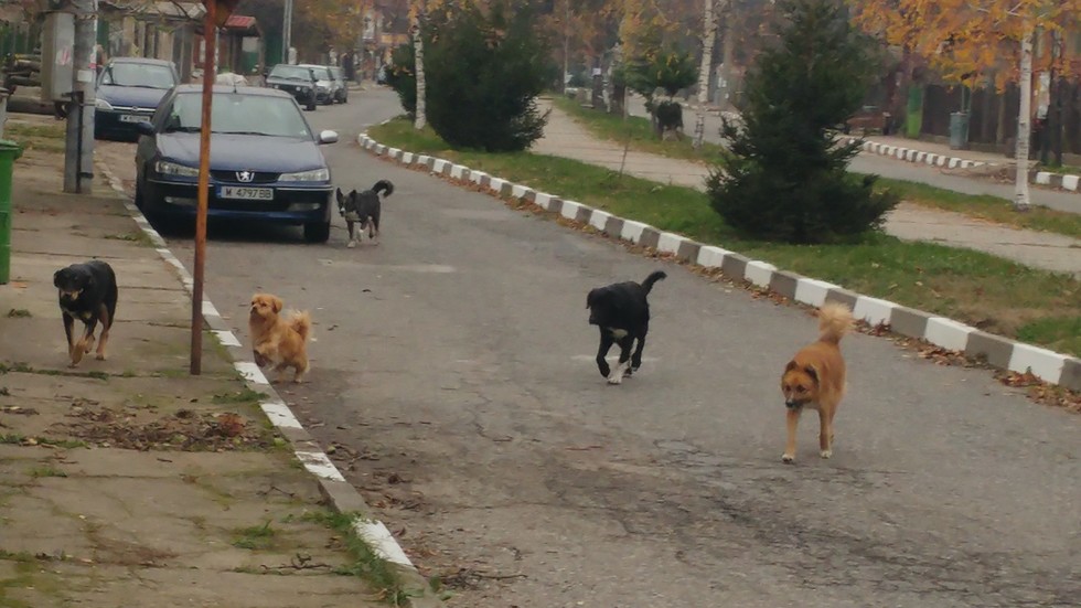 Поредната глутница "обезпаразитени"