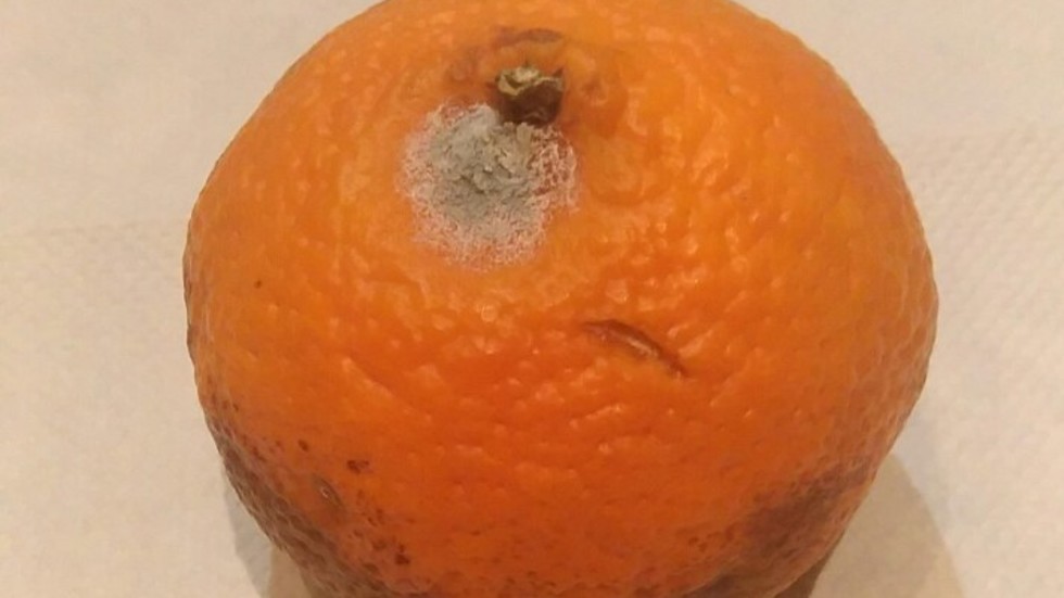 Безплатна училищна закуска