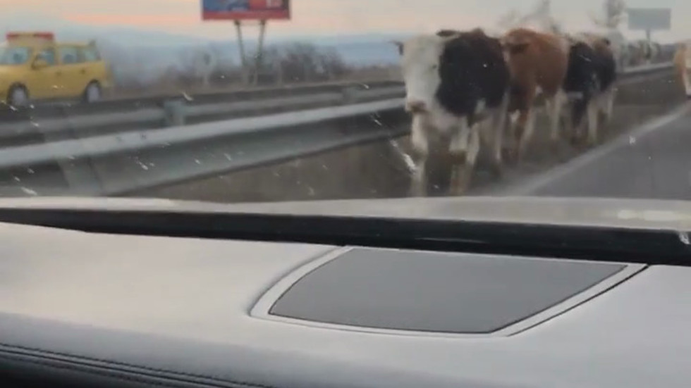 Крави на магистрала "Тракия"