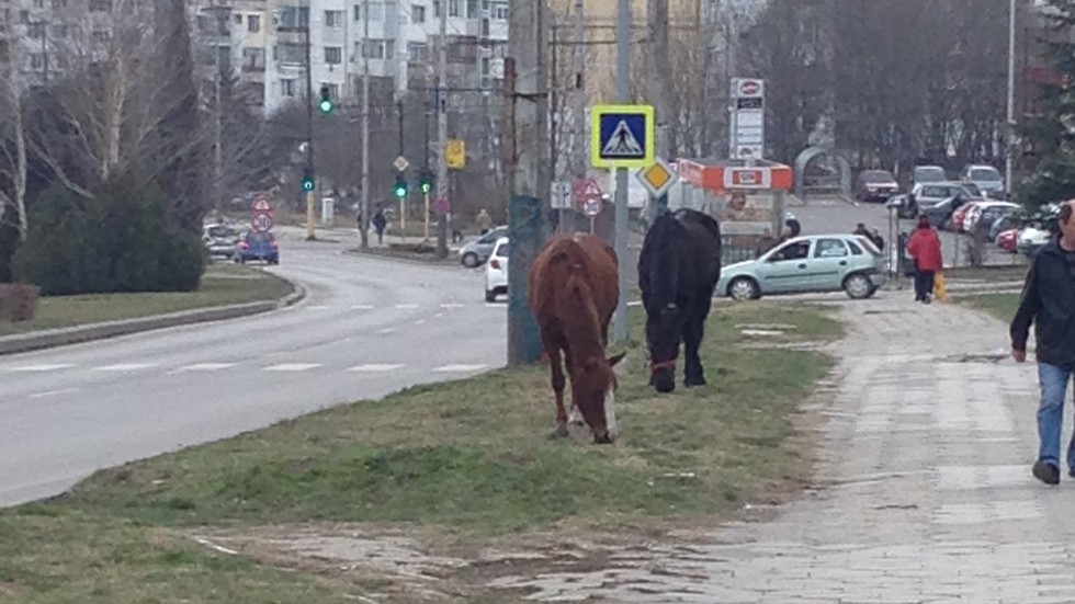 Коне пасат до поликлиниката в кв. "Владиславово"