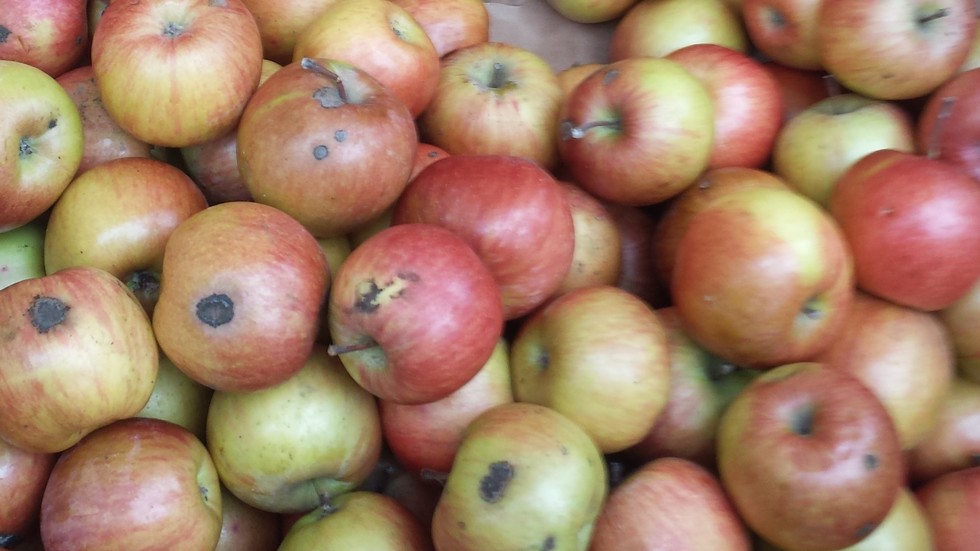 С тези ябълки хранят децата ни в децката градина