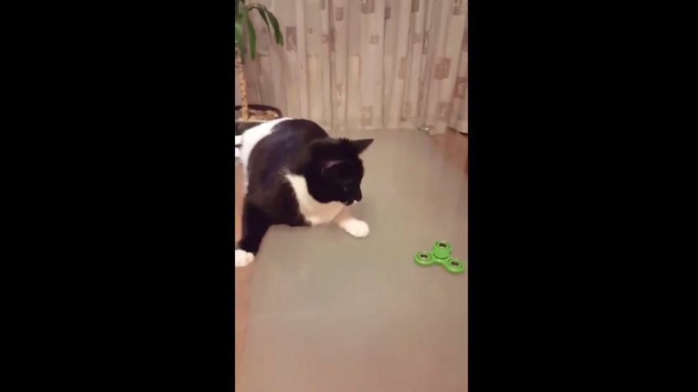 Котка играе със спинър