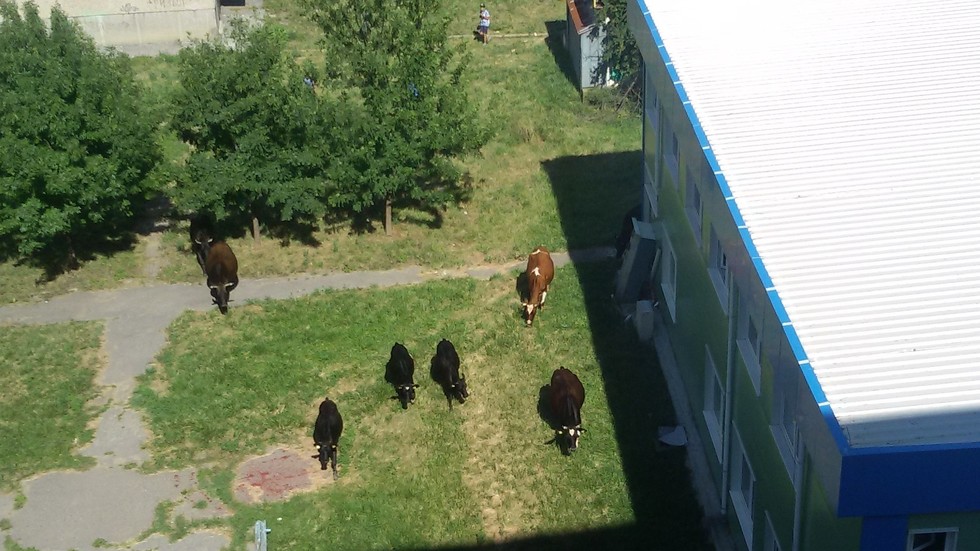 Крави на детска площадка в "Младост 4"