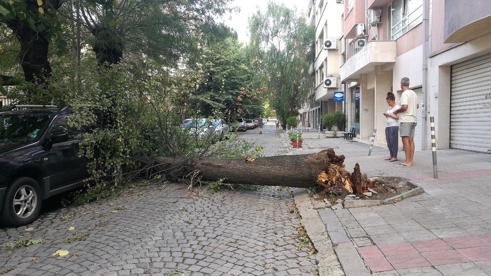 Отново паднало дърво в центъра