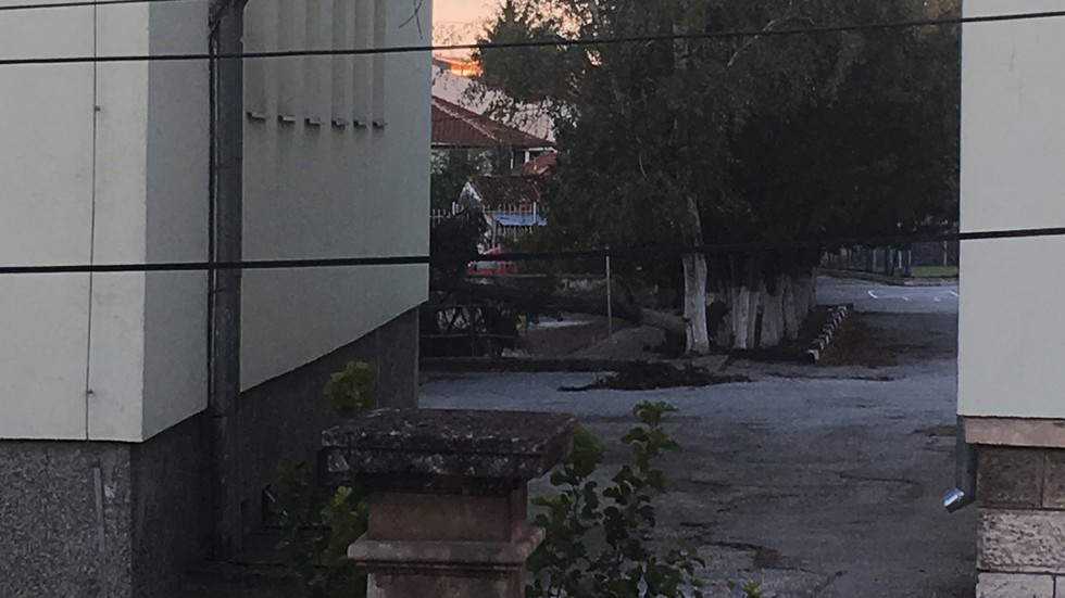 Паднало дърво в двора на училище "Отец Паисий" в Разград