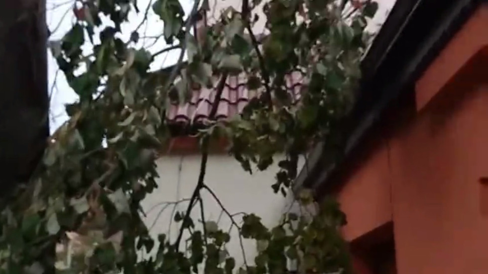 Дърво падна върху къща във Варна
