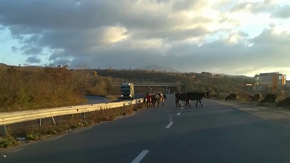 Крави на Околовръстния път в Казанлък