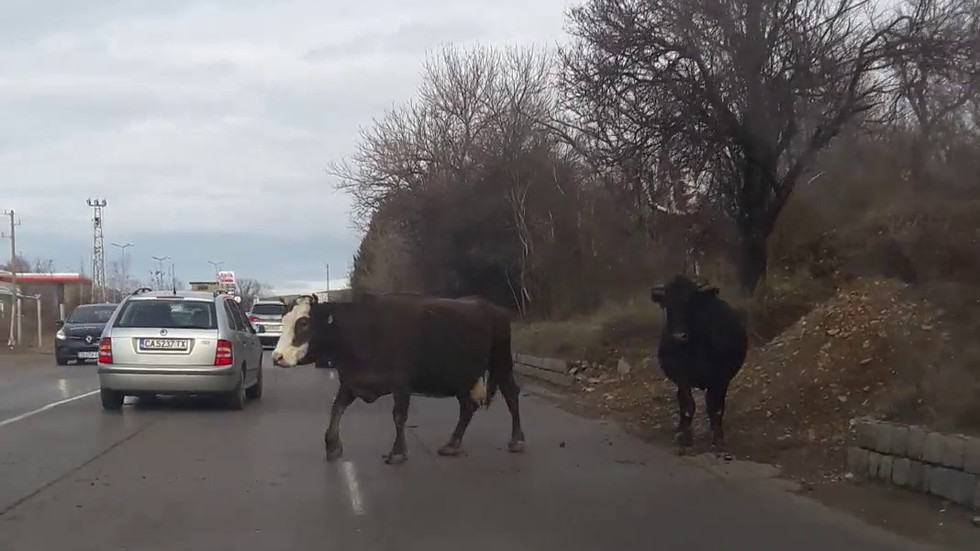Крави на пътя Перник-София преди Владая