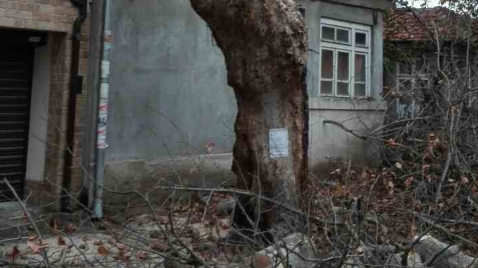 Поголовна сеч на дървета във Варна
