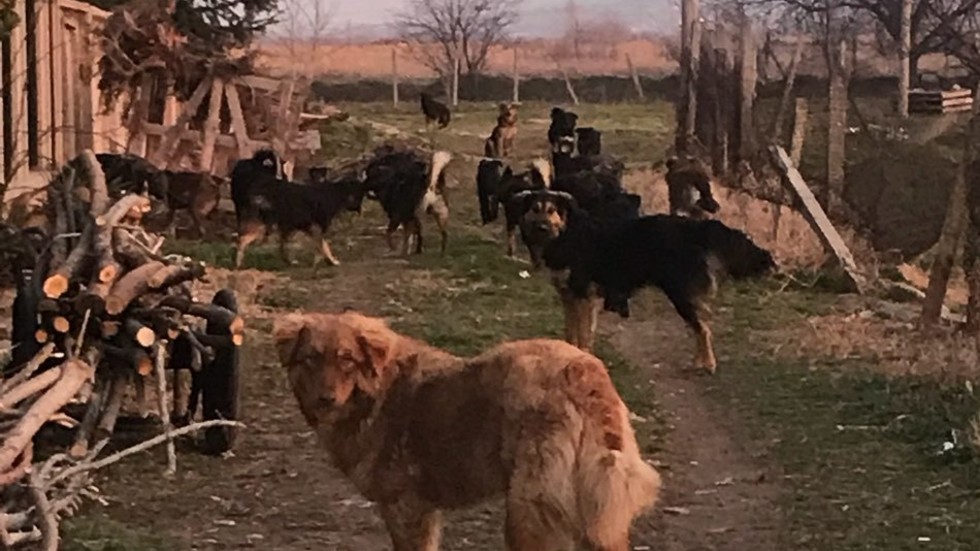 Глутница от 80 кучета вилнее в с. Златитрап