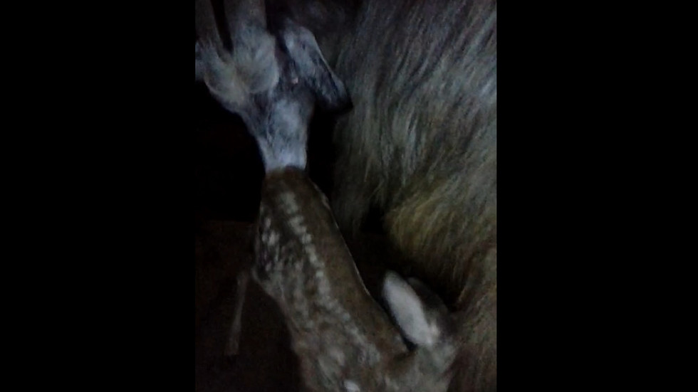 Сърничка с новата си майка - коза