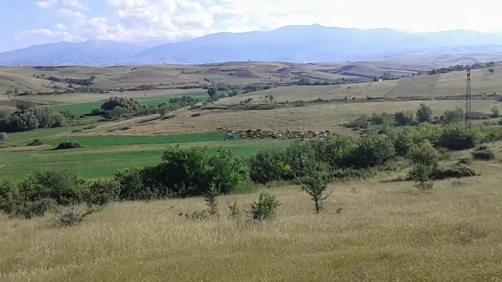 Кравите в село Левуново