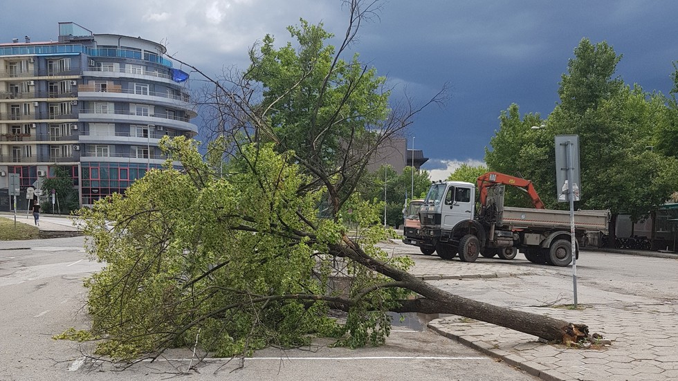 Дърво падна и едва не уби велосипедист в Благоевград
