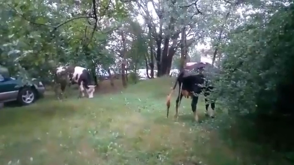 Крави зад общината в "Младост" 3